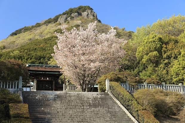 屋島神社　桜