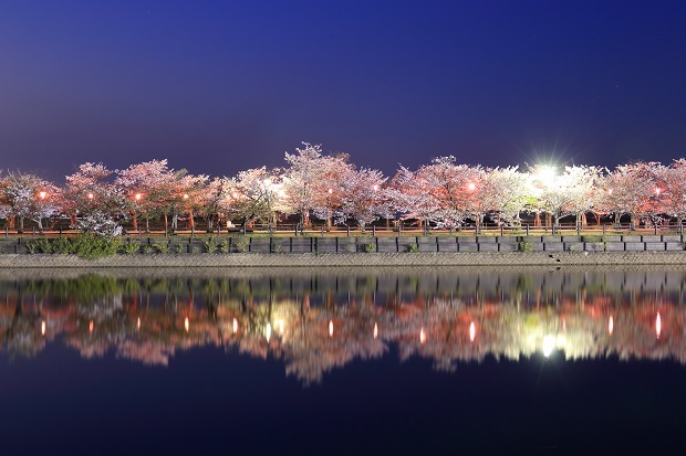 亀鶴公園　夜桜
