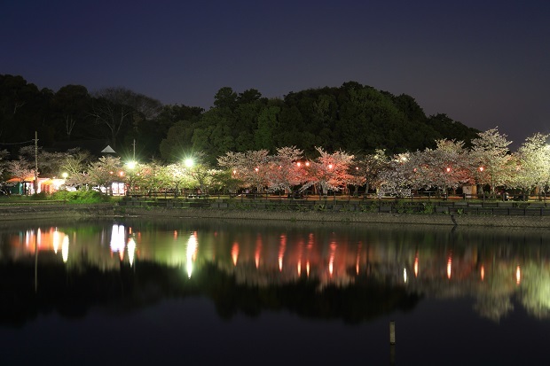 亀鶴公園　夜桜