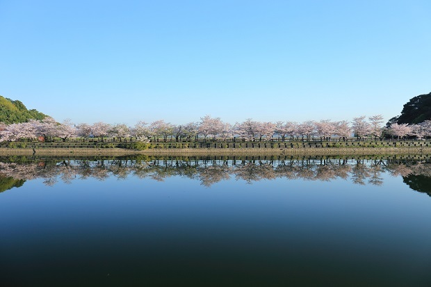 亀鶴公園　桜　2017