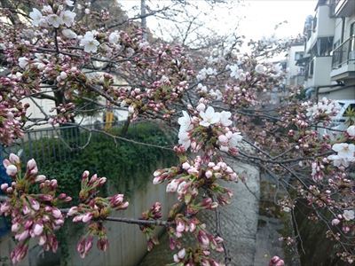 170404-171522白川の桜2001