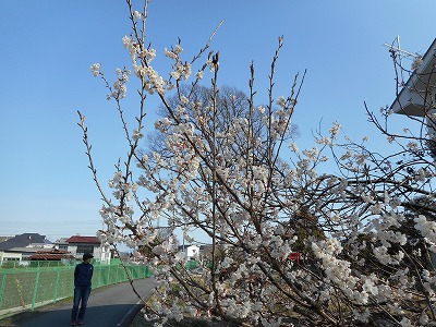 桜咲く（H29,3)