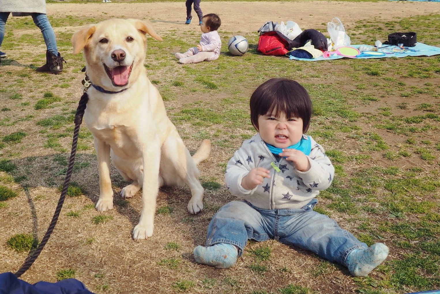 赤ちゃんと犬 大型犬と赤ちゃん ラブラドール