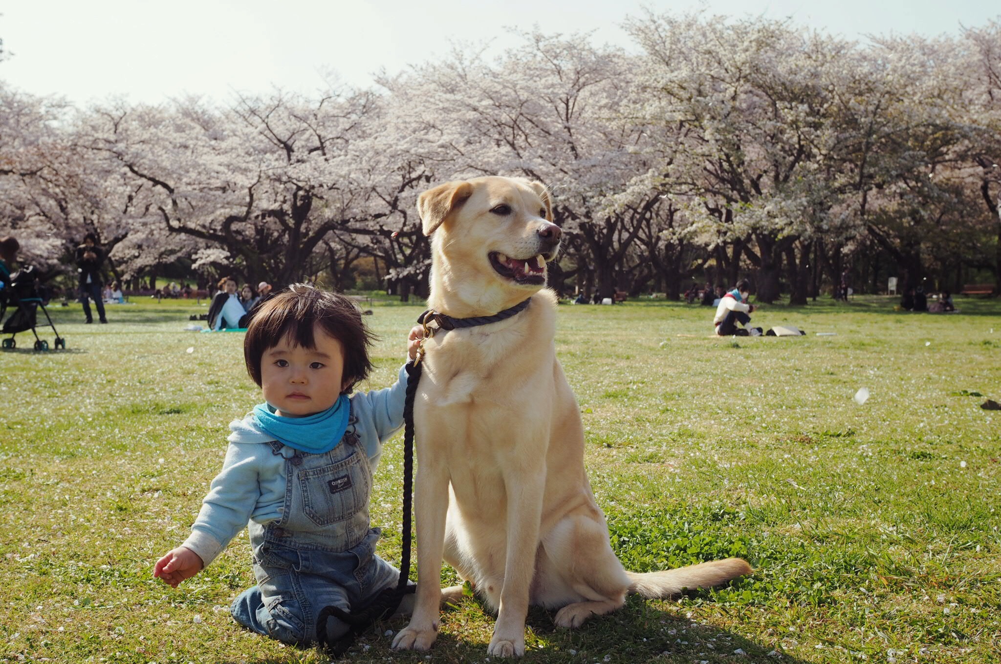 赤ちゃんと犬 子供と犬 大型犬