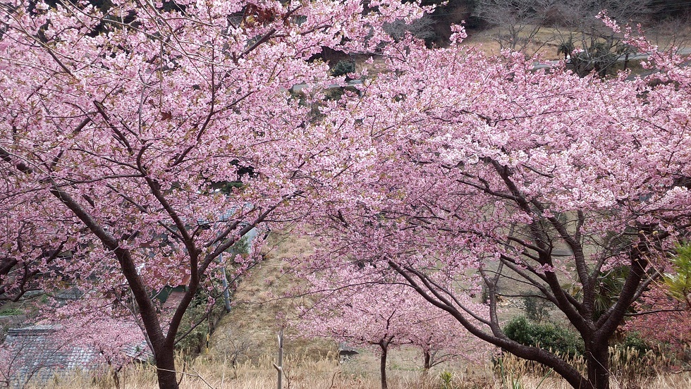 桜００