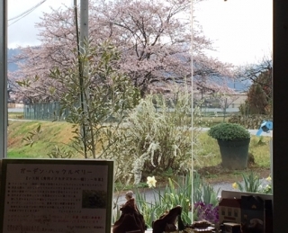 店前の桜