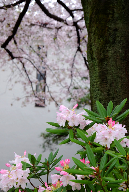 8431 石楠花と桜 538×800