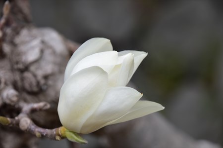 白木蓮の咲く頃５