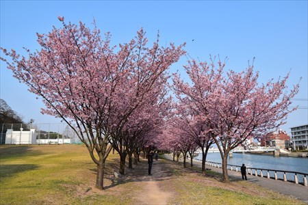 蜂須賀桜１