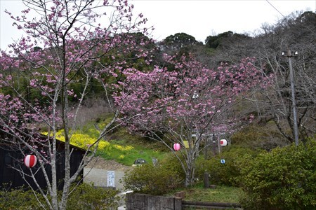 秋葉桜１