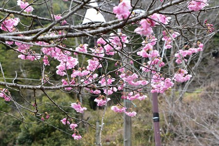秋葉桜４