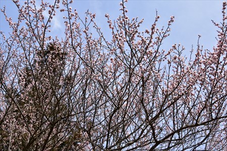 桜草４