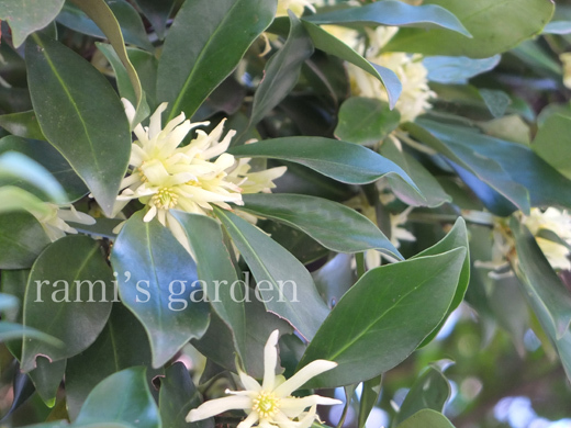 Rami S Garden 庭木のクリーム色の花