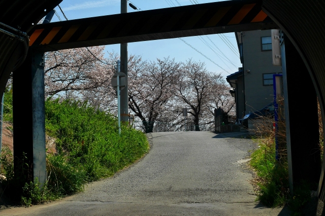 2017-04-05 川越の桜 081