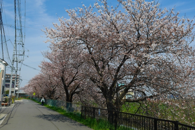 2017-04-05 川越の桜 076