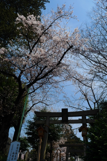2017-04-05 川越の桜 049