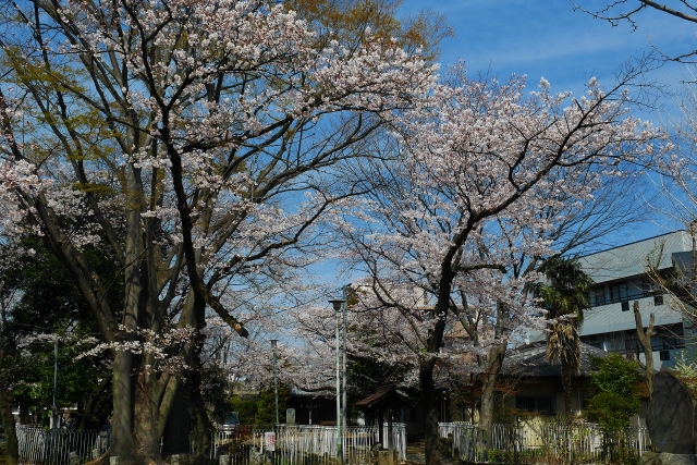 2017-04-05 川越の桜 168
