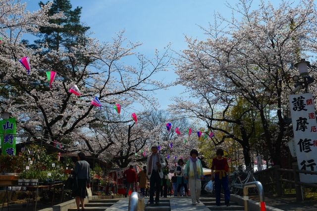 2017-04-05 川越の桜 165