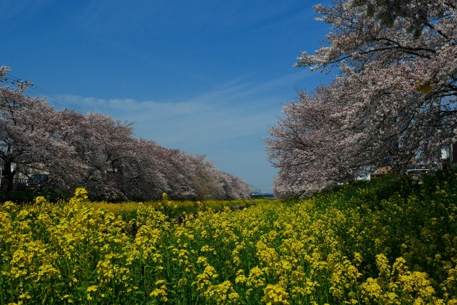 2017-04-05 川越の桜 120