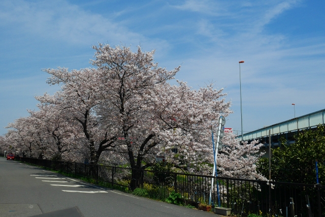 2017-04-05 川越の桜 086