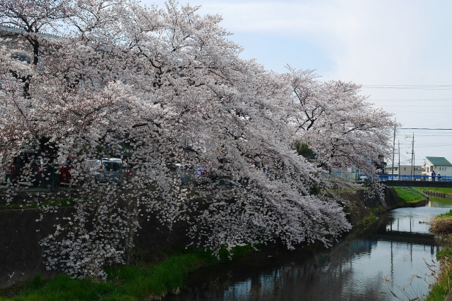 2017-04-05 川越の桜 187