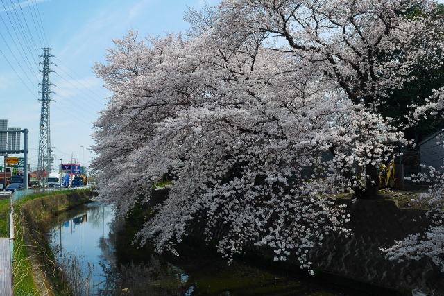 2017-04-05 川越の桜 185