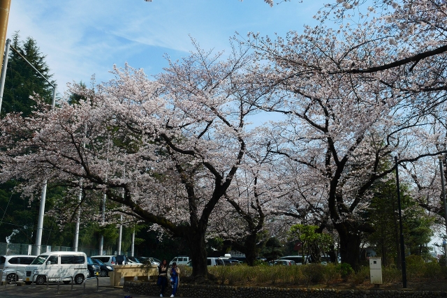 2017-04-05 川越の桜 177