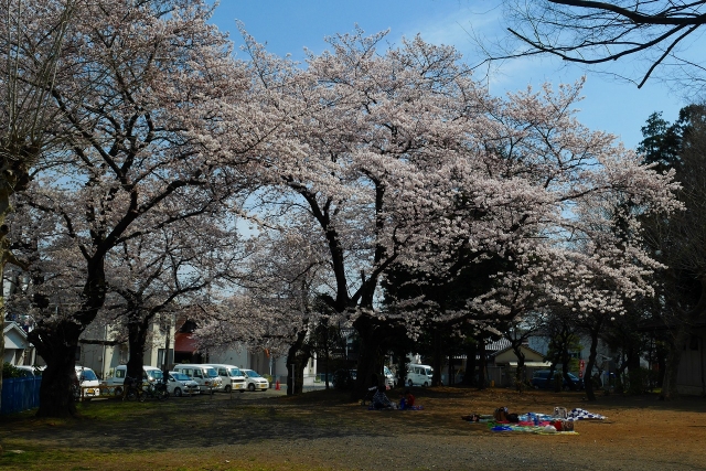 2017-04-05 川越の桜 169