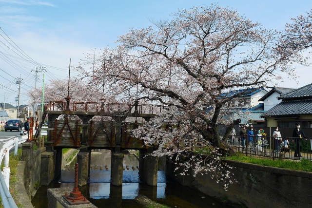 2017-04-05 川越の桜 237