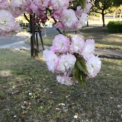 2017-04-20 yaezakura