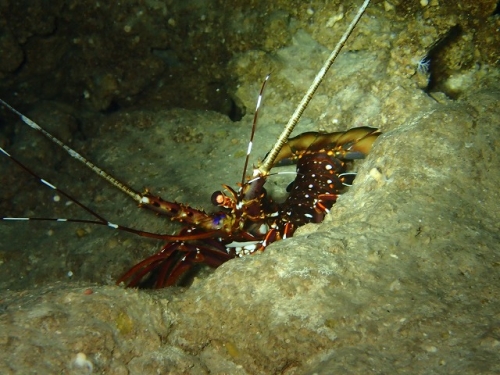P3140020.jpg