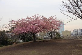 西郷山公園の桜０３