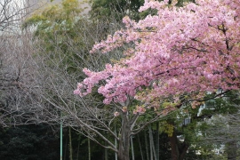 西郷山公園の桜０４