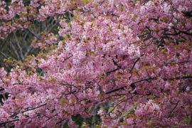 西郷山公園の桜０５