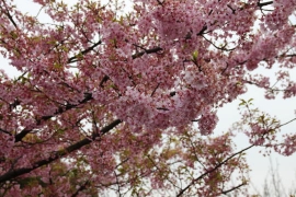 西郷山公園の桜０６