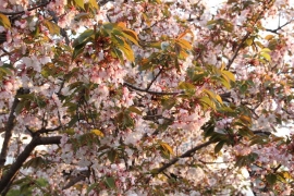 西日の八重桜０２