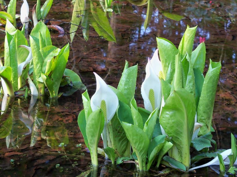 水芭蕉-4-1