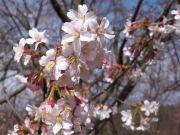 桜「旭山」