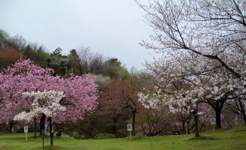 桜公園-10
