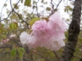 大峰山桜公園（雛菊桜）-3