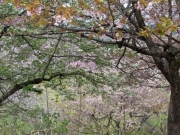 桜公園-2