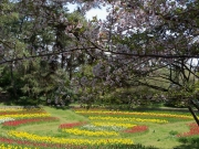 寺尾中央公園のtulip-5