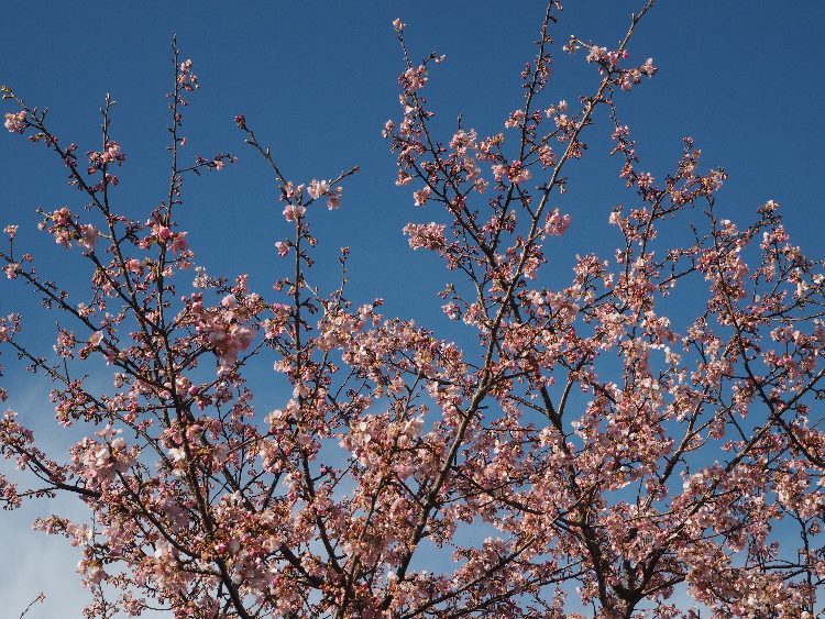 近所桜