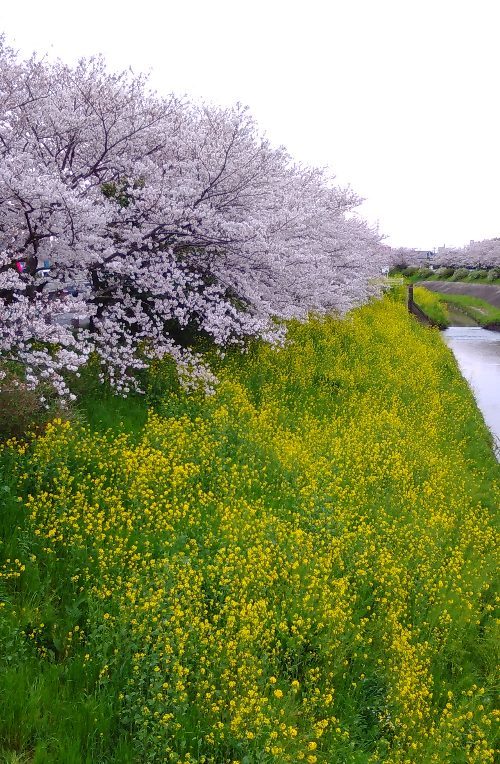 fc2茂原桜と菜の花tate