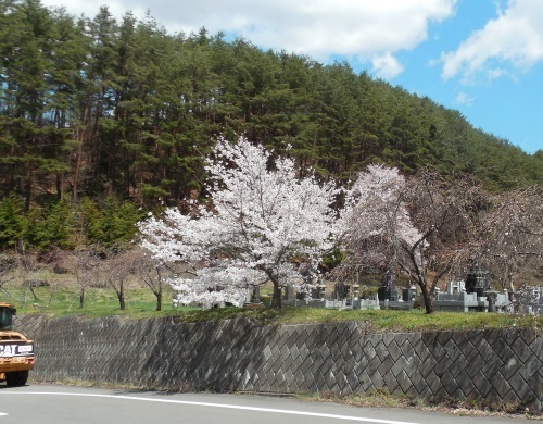 トンネル脇の桜