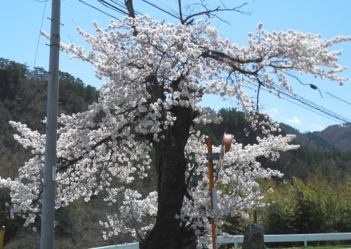 武石の桜