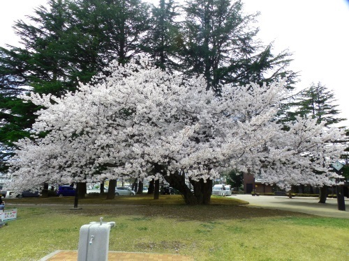 ハーモニーホールの桜