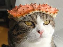 猫の頭に蟹を載せる
