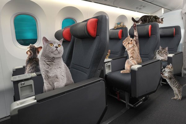 飛行機に乗る猫
