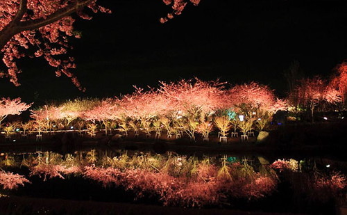 kawazu-cherry-blossoms-shizuoka-japan-1.jpg
